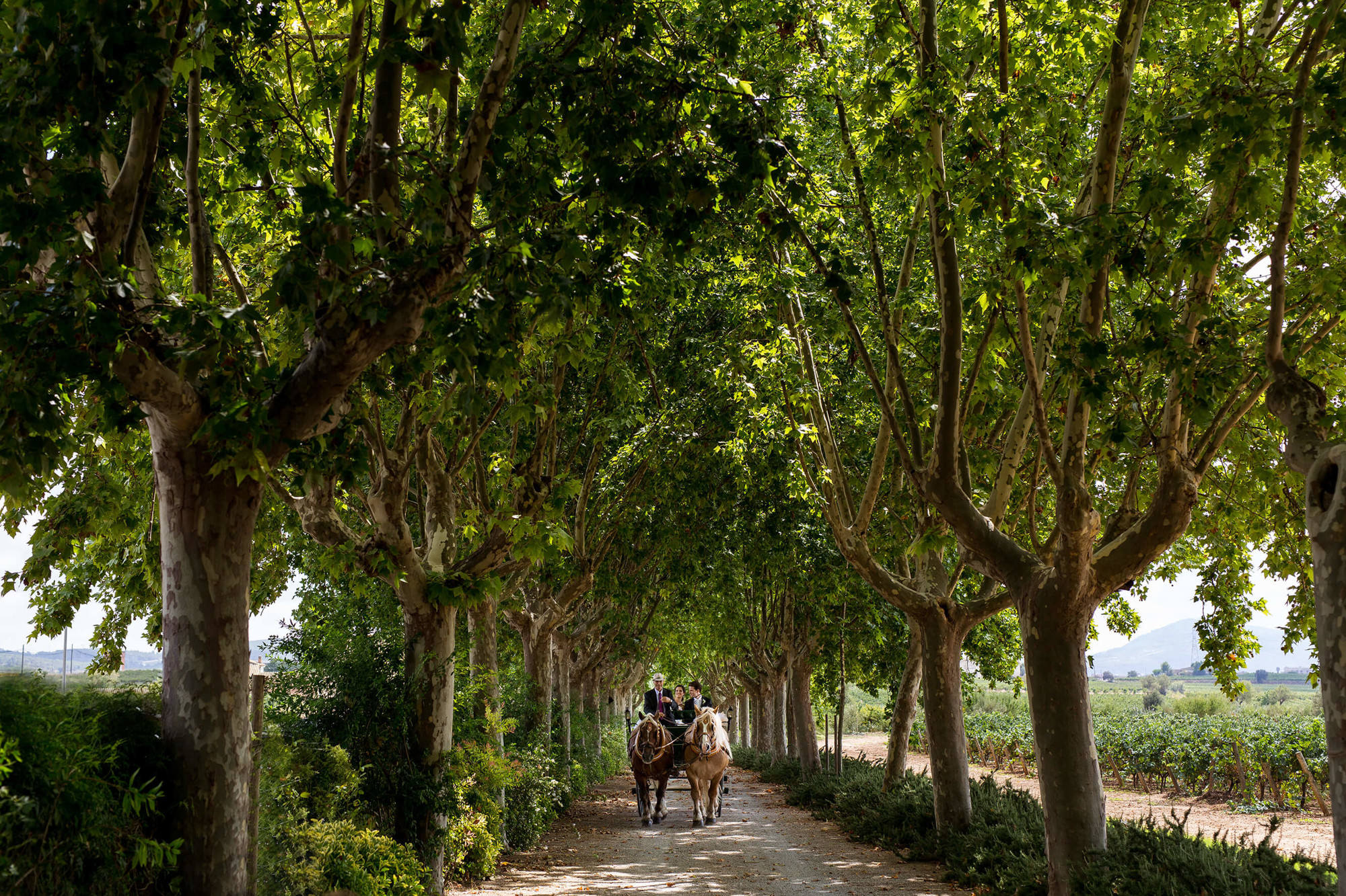 boda masia torre del gall cavallos Los novios entran en carro de caballos en masia torre del gall.